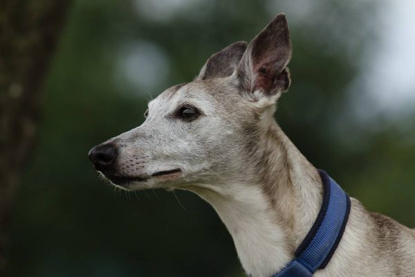 Whippet Candy Portrait