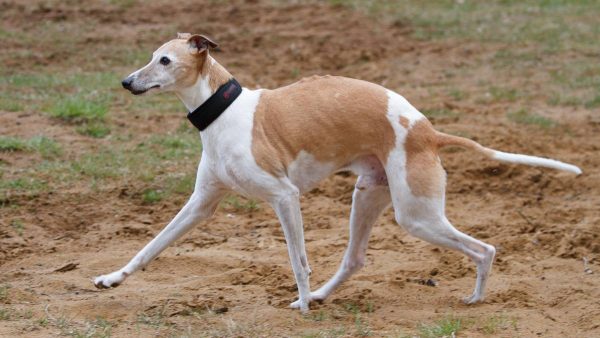 15 Jahre alter Whippet Loriot
