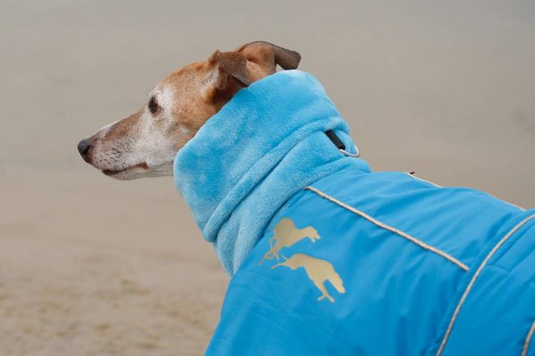 fast 16 Jahre alter Whippet Loriot im Mantel