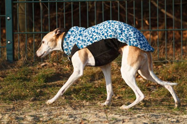 15 Jahre alter Whippet Loriot im Mantel