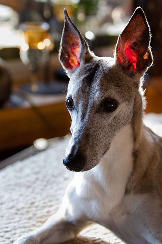 Candy - der Hund mit den leuchtenden Ohren