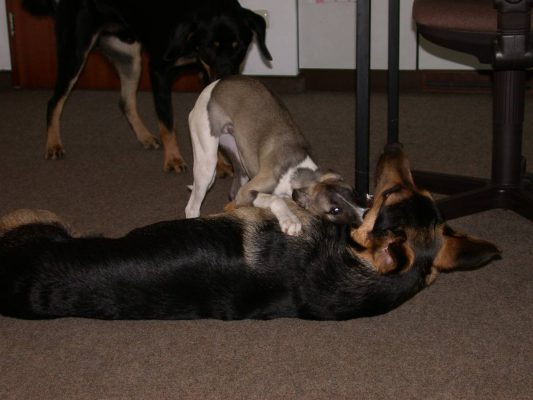 Whippet Welpe Candy spielt im Büro mit einem Schäferhundmix