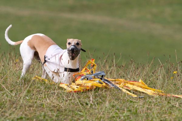 Whippet Loriot beim Coursing