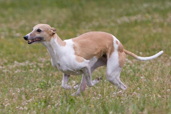 Whippet Loriot beim Coursingtraining