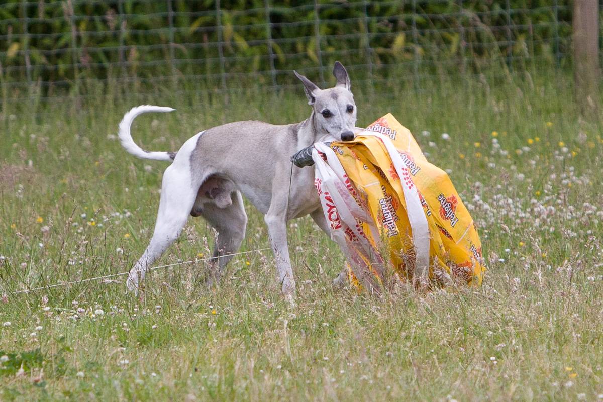 Whippet Candy beim Coursingtraining
