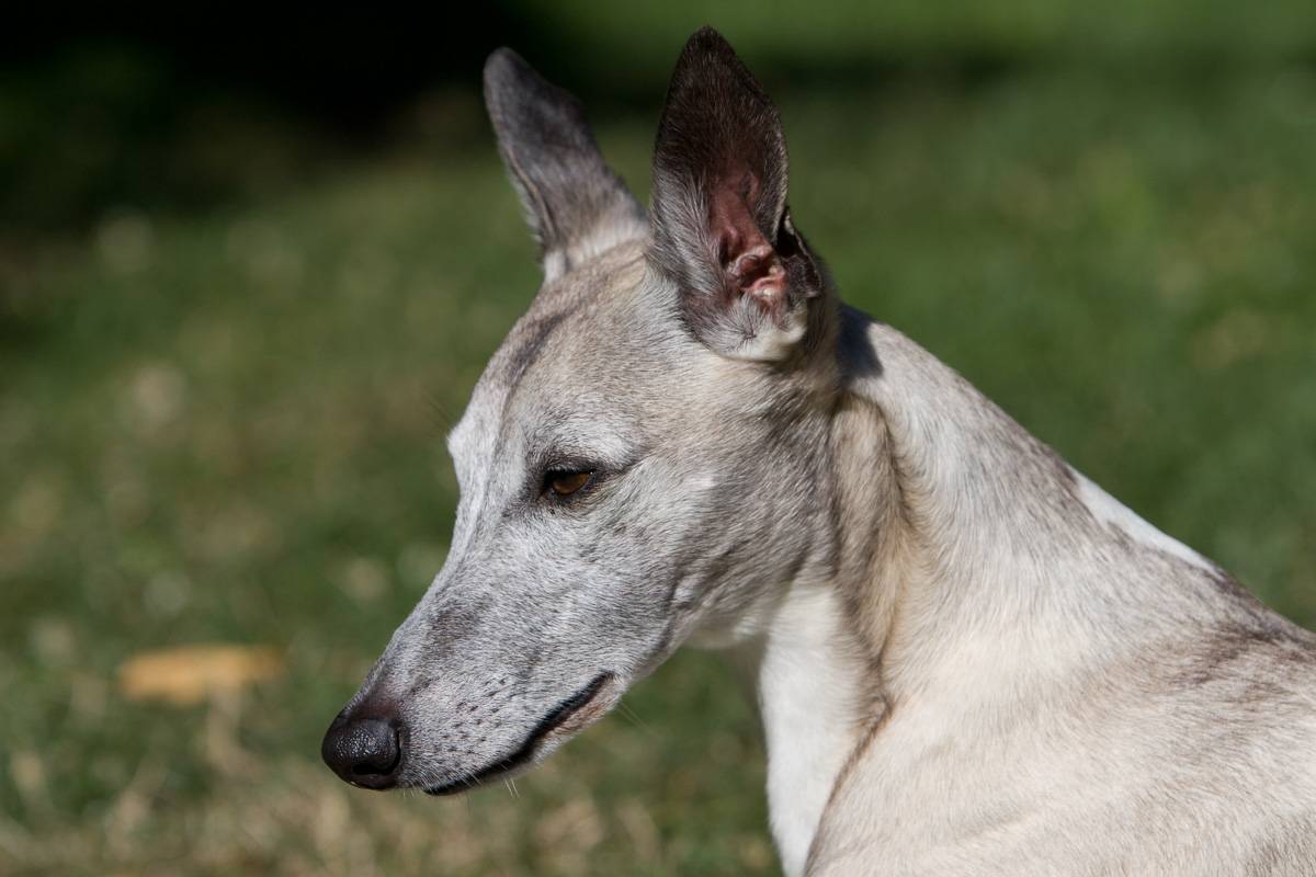 Whippet Candy Portrait