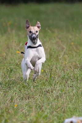 Whippet Loriot beim Coursing