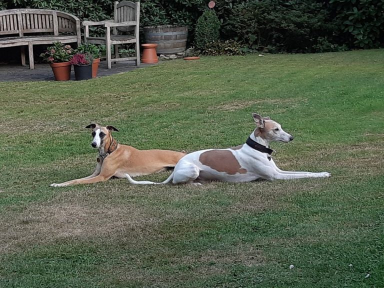Sam und Kaspar liegen auf dem Rasen