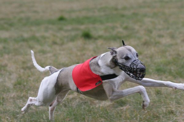 Whippet Candy beim Coursing
