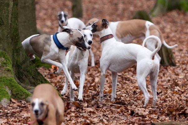 Whippets im Wald