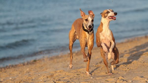 Whippets am Strand