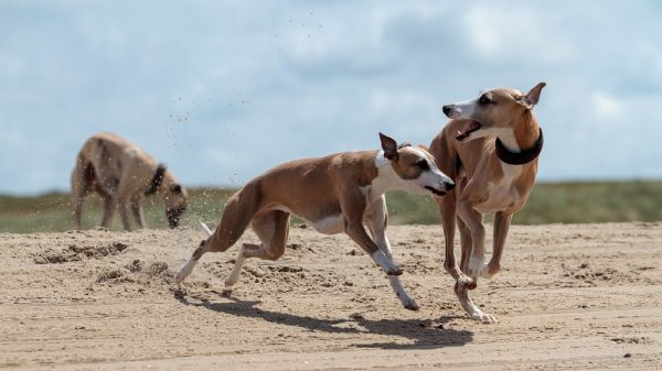 Whippets am Strand
