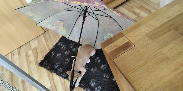 Whippet Welpe lernt Regenschirm kennen